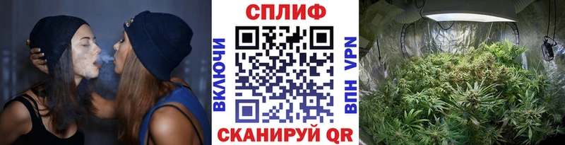 Канабис конопля Энгельс
